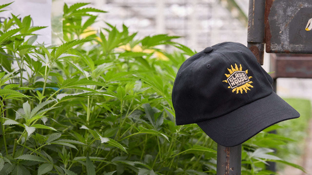  Glass House Sunburst Hat hanging in the garden